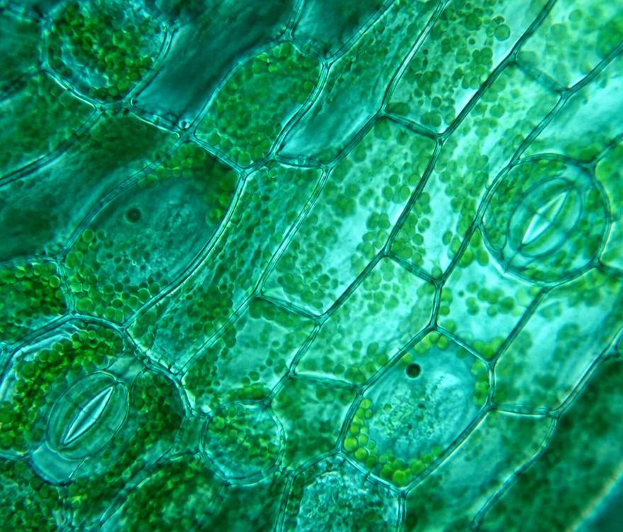 Illustrative microscopic botanical cell structures in teal and green